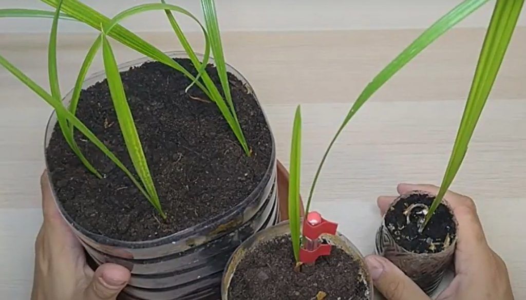 como germinar y plantar palmeras en casa de forma rápida y fácil