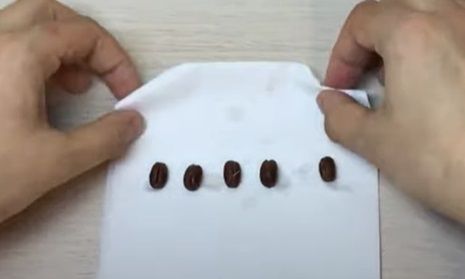 como germinar semillas de palmera, el germinador casero