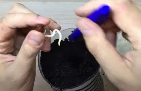 como germinar y plantar palmeras