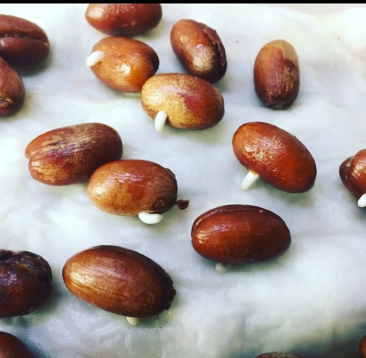 como germinar semillas de palmera canaria de forma rápida