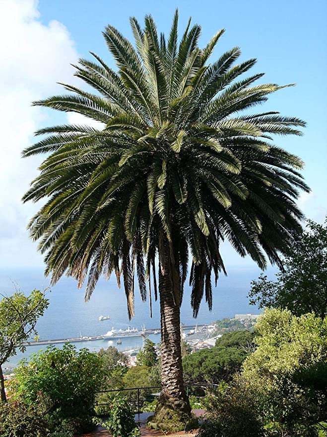 como germinar semillas de palmera de cualquier variedad de forma muy rápida.