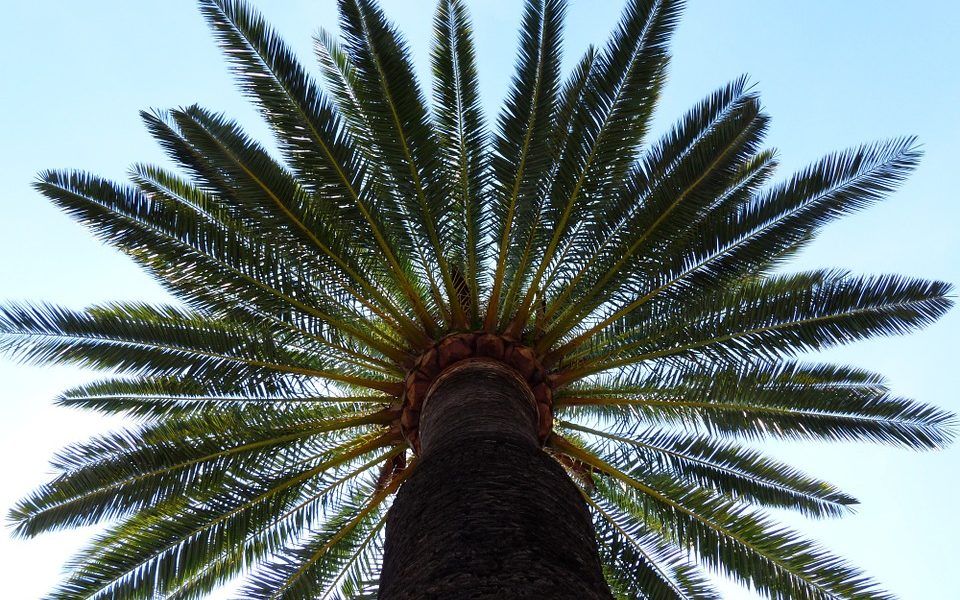 como germinar semillas de palmera