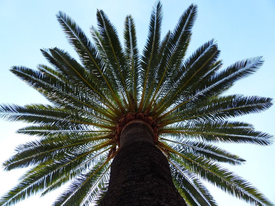 como germinar semillas de palmera de forma fácil y rápida, método asegurado.