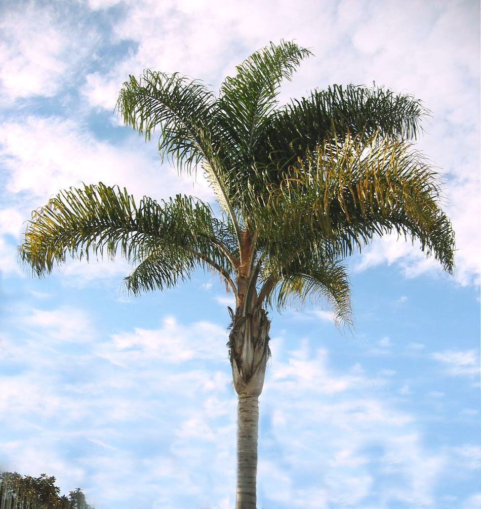 coco plumoso palmera. una de las palmeras más bellas