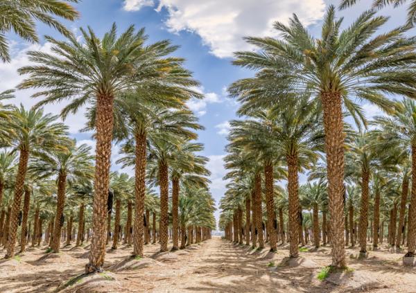 Descubre cuales son las palmeras más bellas del mundo para plantar en tu terraza o jardín, y todos sus cuidados de forma muy fácil