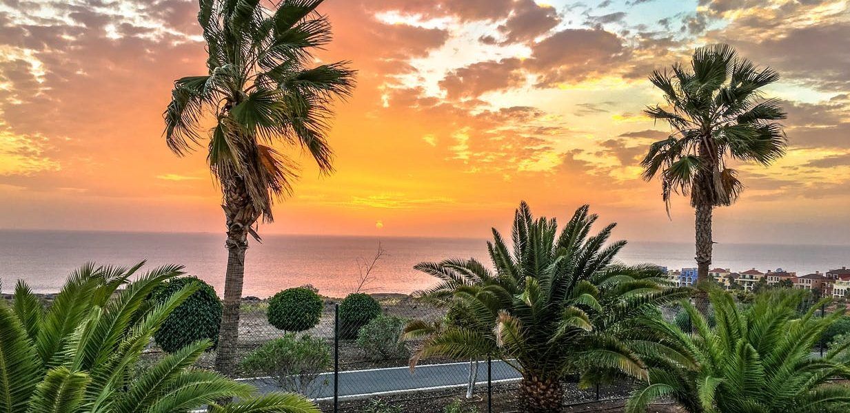 palmeras vista