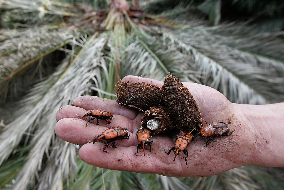 picudo rojo de la palmera