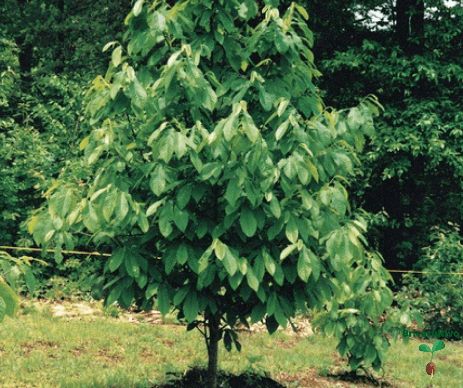 El pawpaw es muy fácil de cultivar
