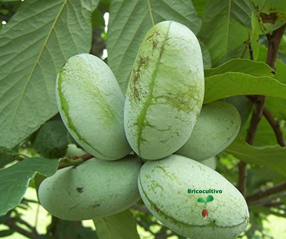 como plantar un arbol tropical en clima frio, la asimina triloba