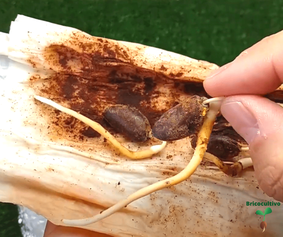 como germinar semillas de pawpaw o asimina triloba