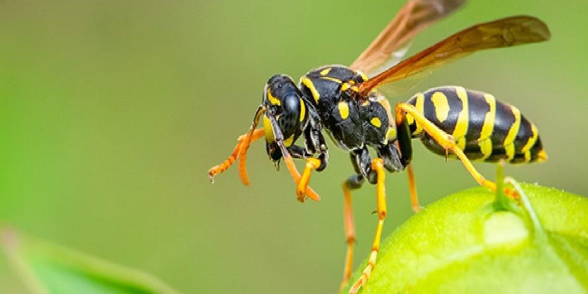 repelente para avispas