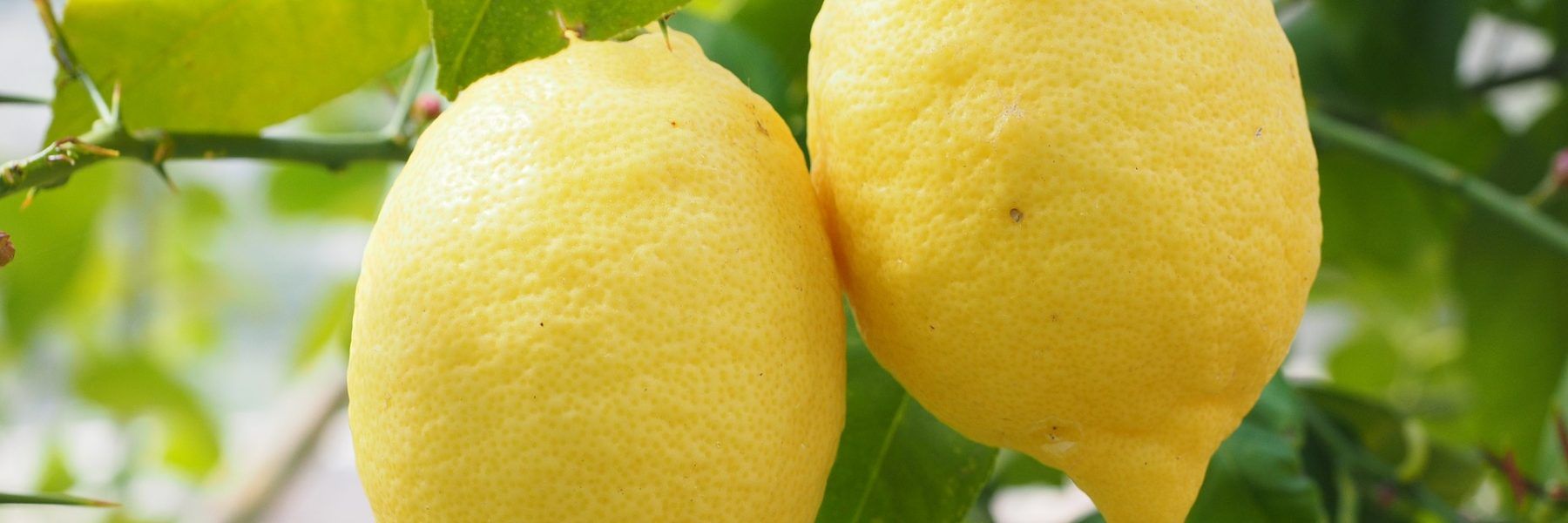 como germinar semillas de limon
