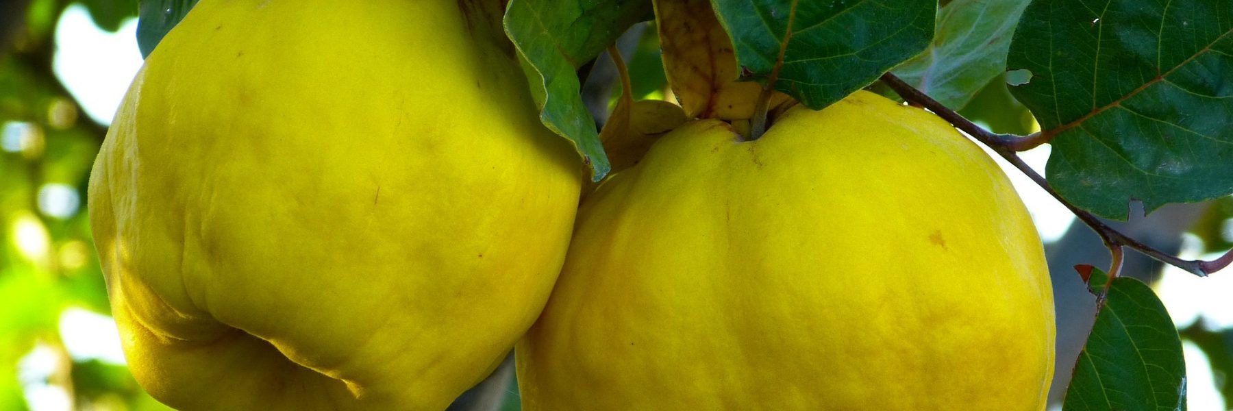 fruto del árbol del membrillo