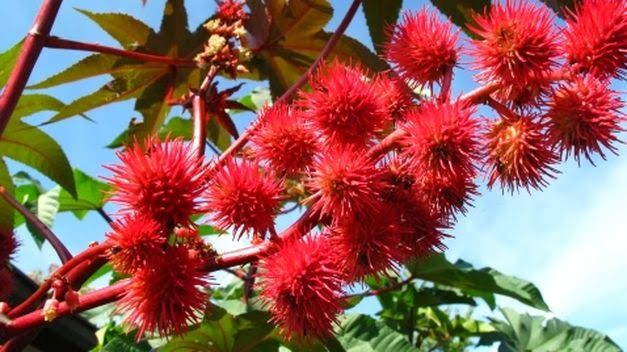 planta toxica del ricino. Las plantas más venenosas de mundo. top 5