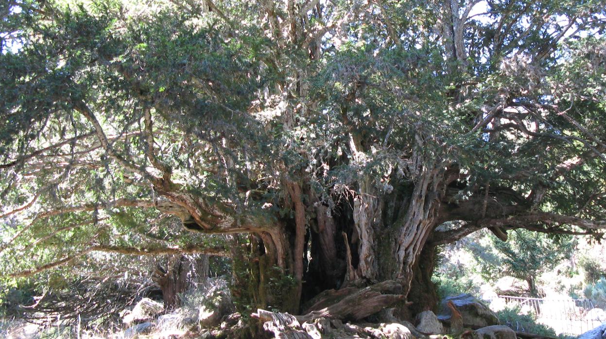 el tejo. los arboles mas peligrosos del mundo