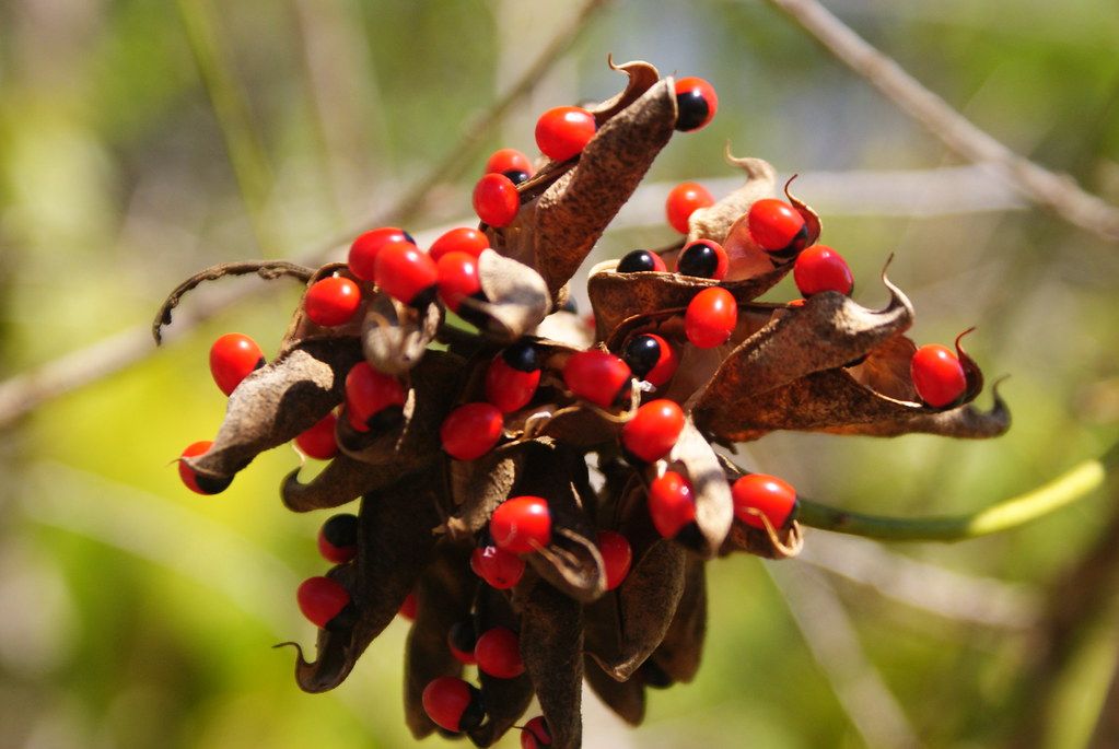 planta venenosa regaliz americano