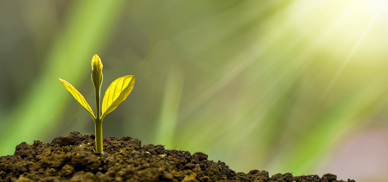 abonos caseros para plantas