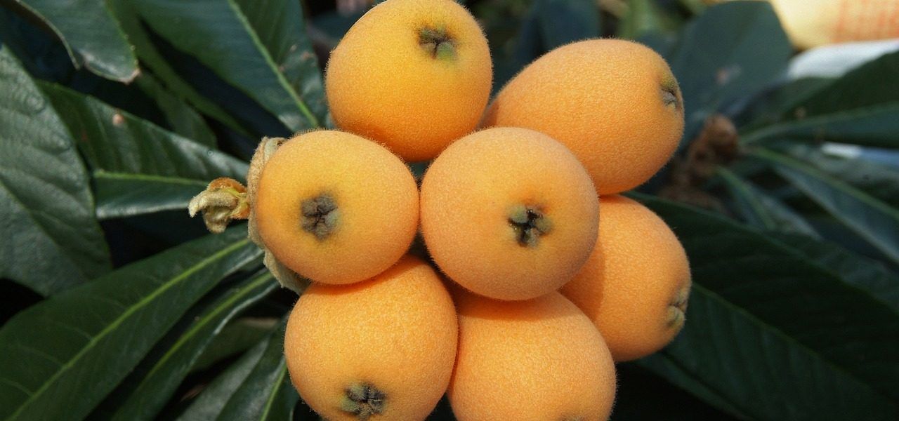 como germinar semillas de níspero
