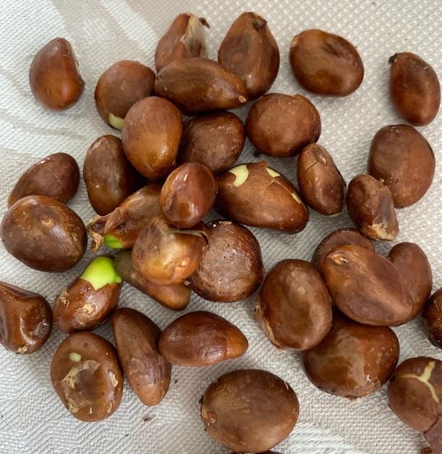 cómo germinar semillas de níspero en casa paso a paso