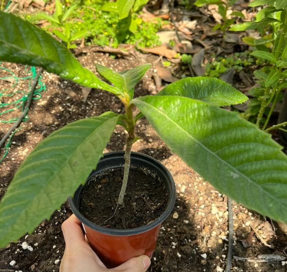 cómo germinar semillas de níspero de forma fácil