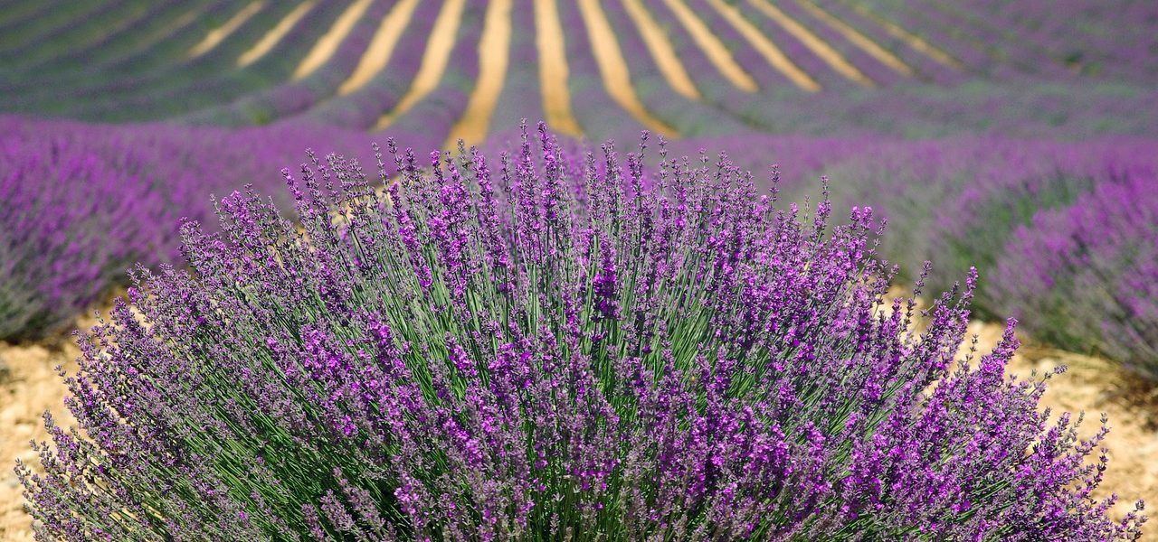 como plantar lavanda
