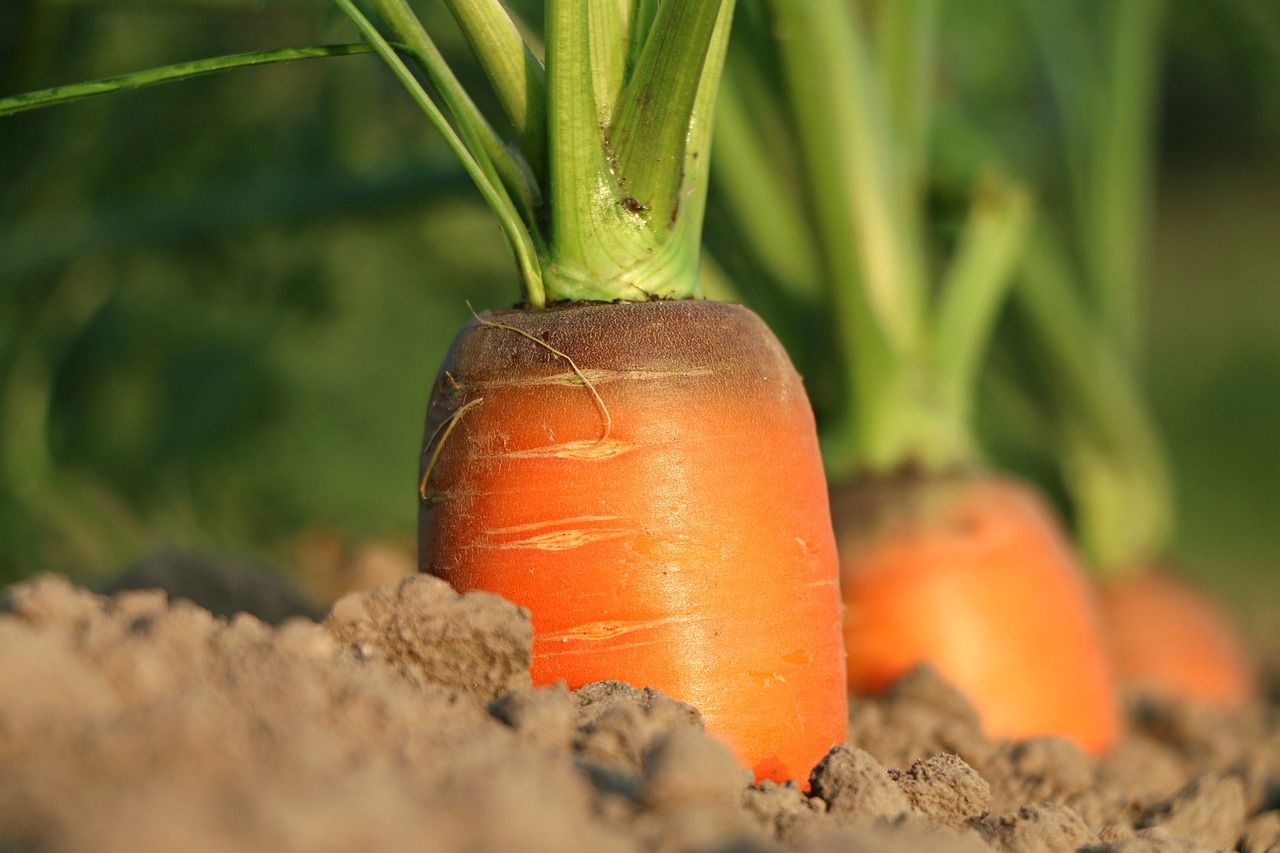 plantar zanahorias