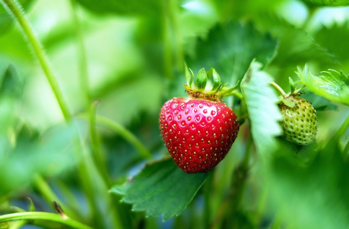 que plantar en octubre fresas