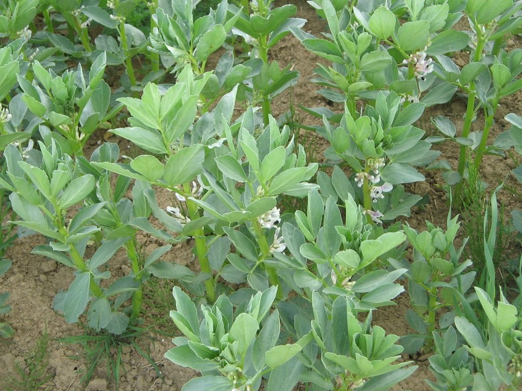 planta habas