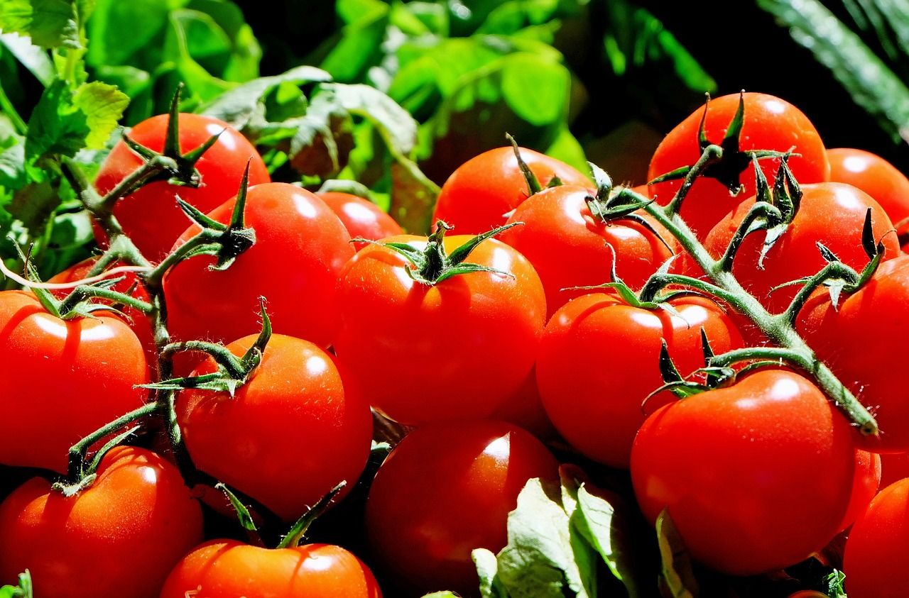 que plantar en octubre tomates