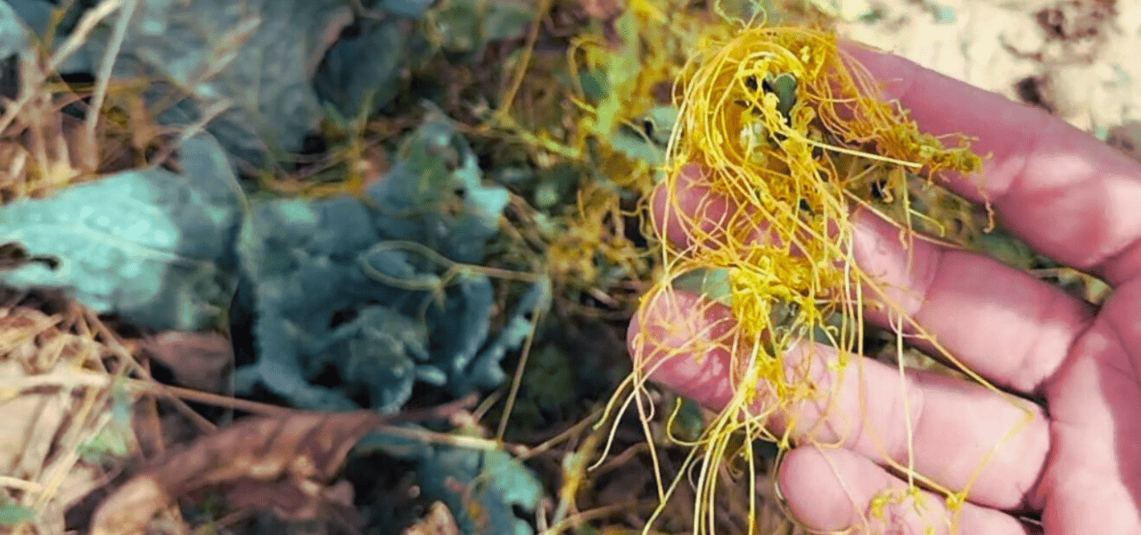 La cuscuta