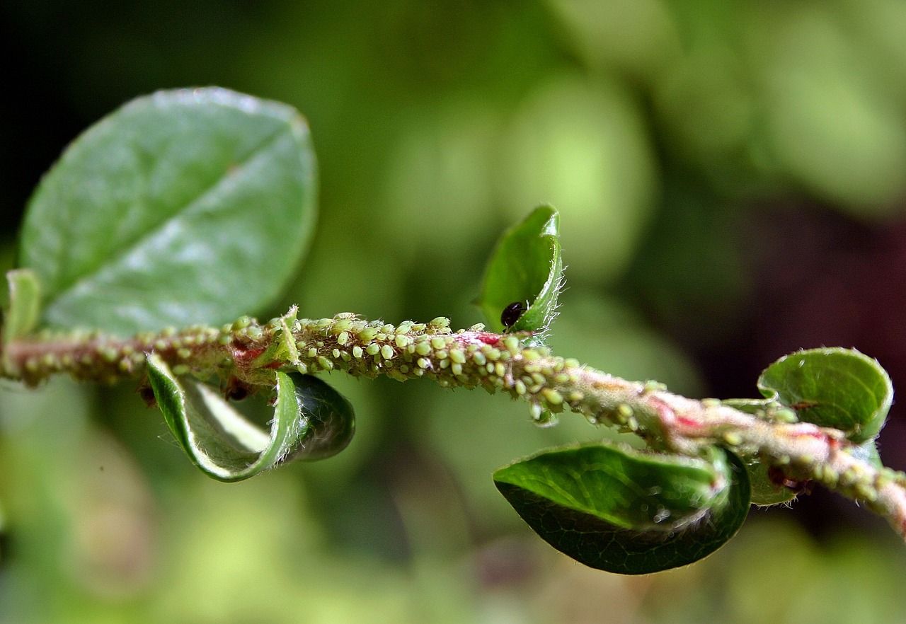 como hacer insecticida casero
