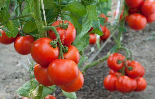 como plantar tomates