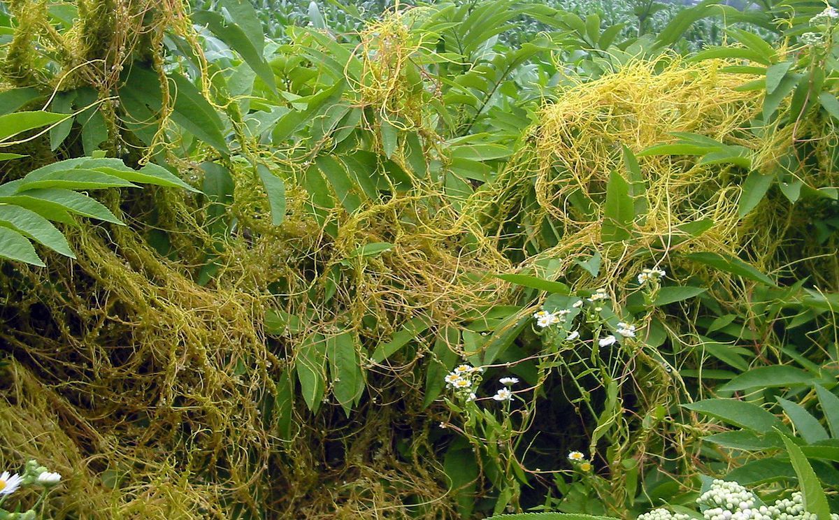 La Cuscuta: ¿Qué es esta Planta Parásita letal y Cómo Combatirla?