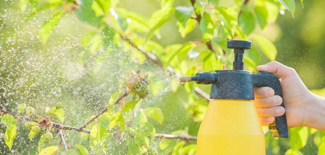 como hacer insecticida casero