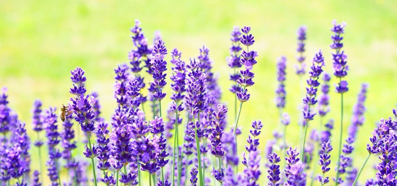 como cuidiar lavanda
