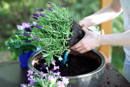 lavanda en maceta