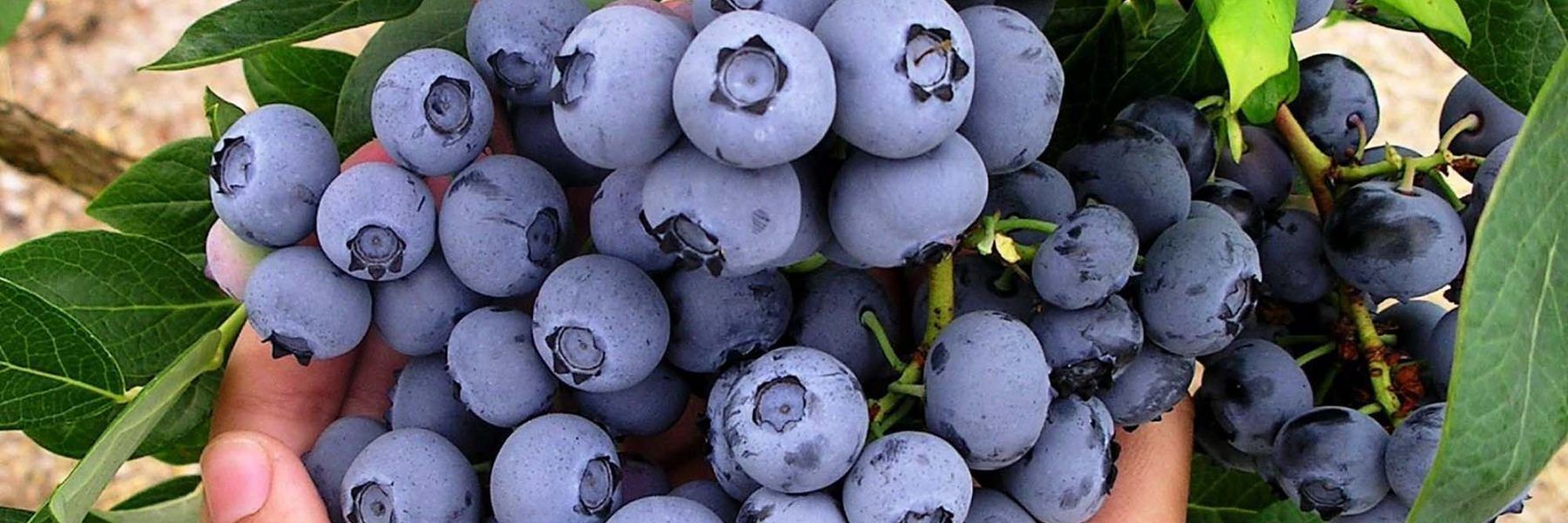como plantar arandanos