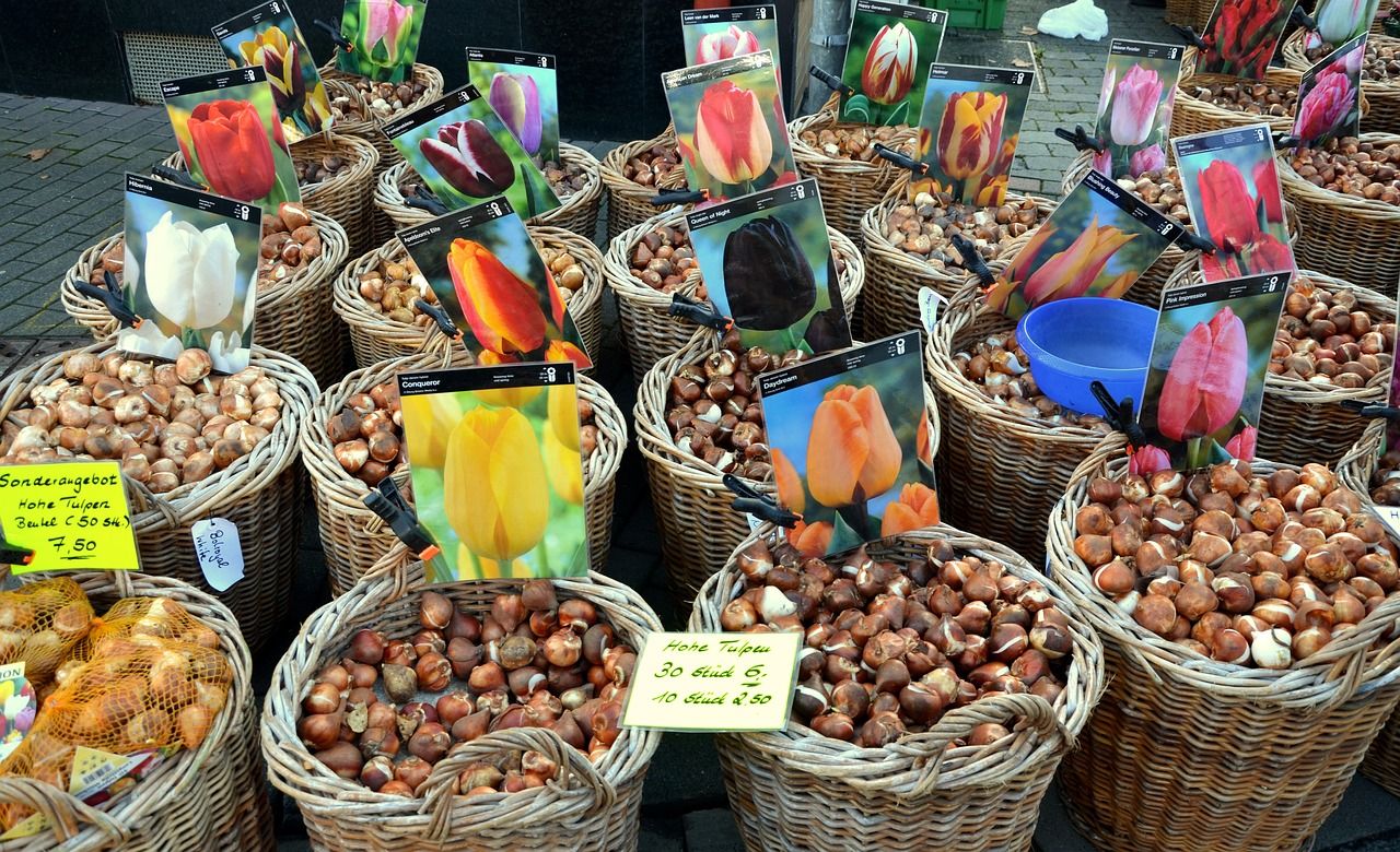 bulbos de flores