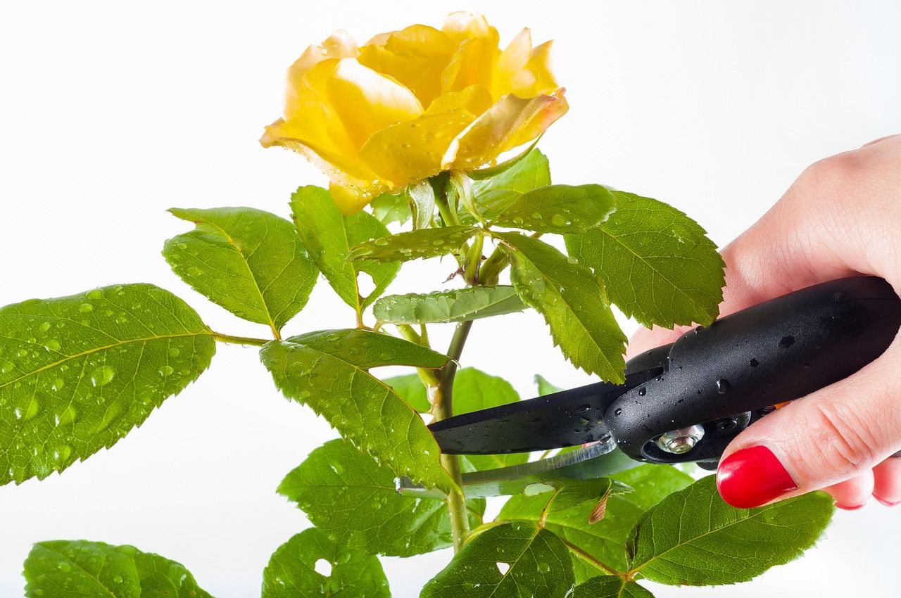 como hacer esquejes de rosal fácil
