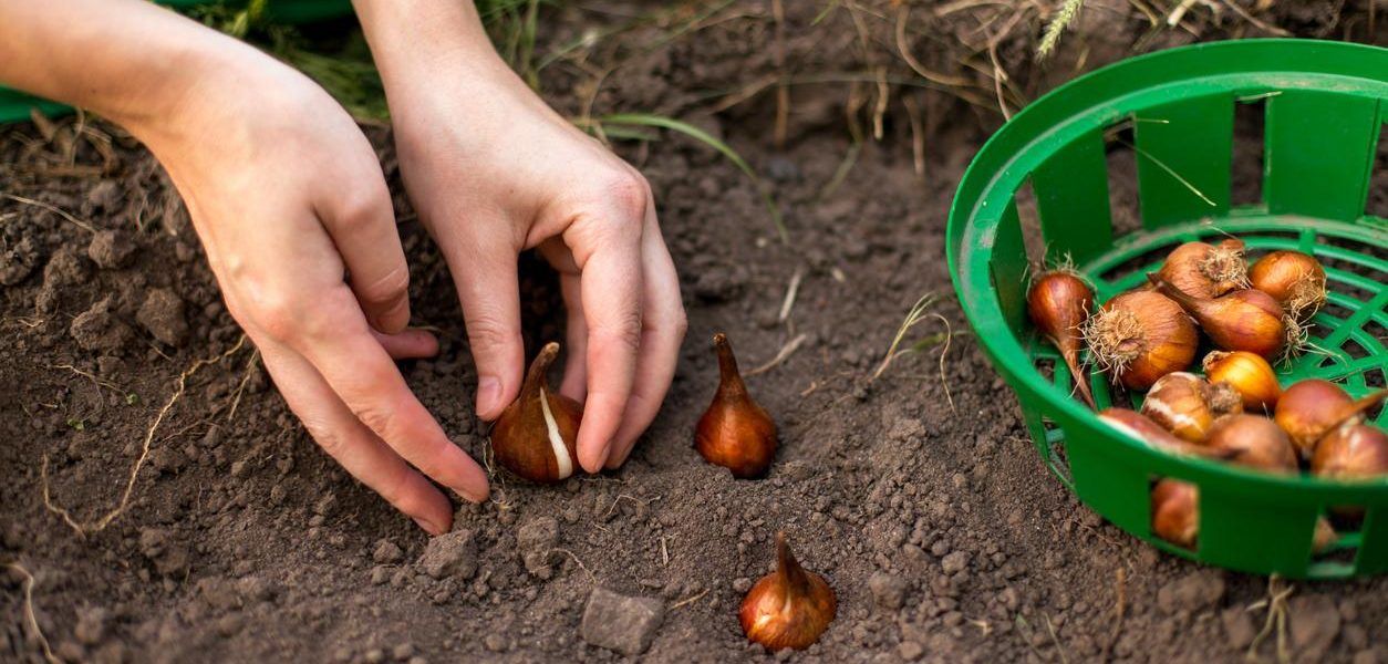 plantar bulbos de flores