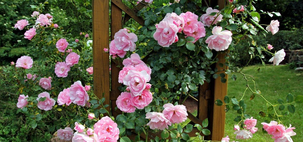esquejes de rosal
