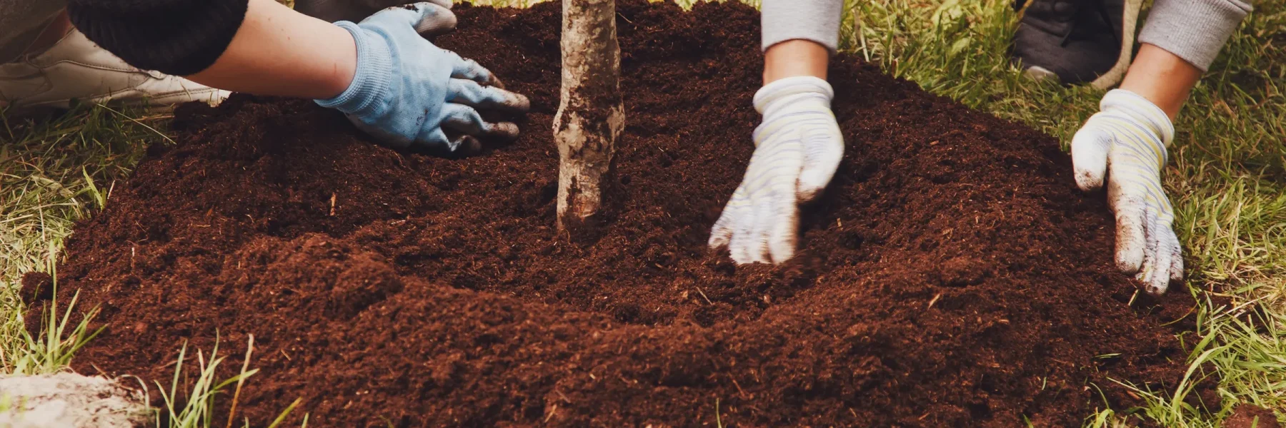 plantar árbol