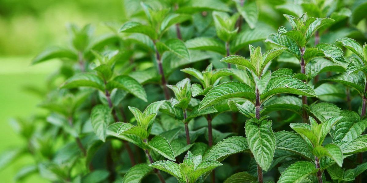 planta de menta