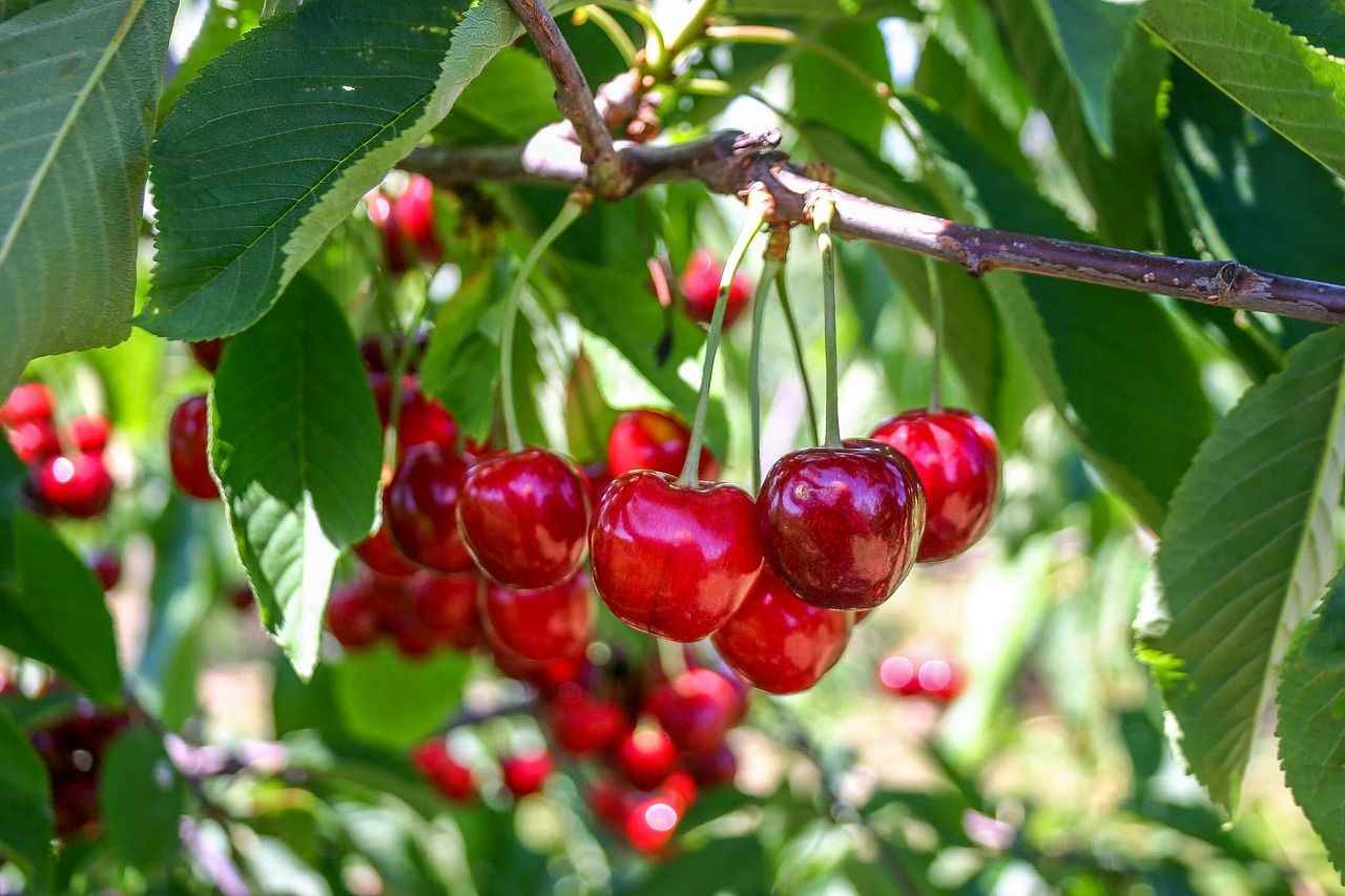 como plantar un cerezo