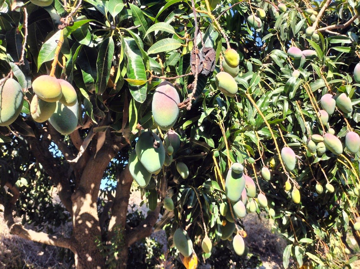árbol de mango en Almuñecar